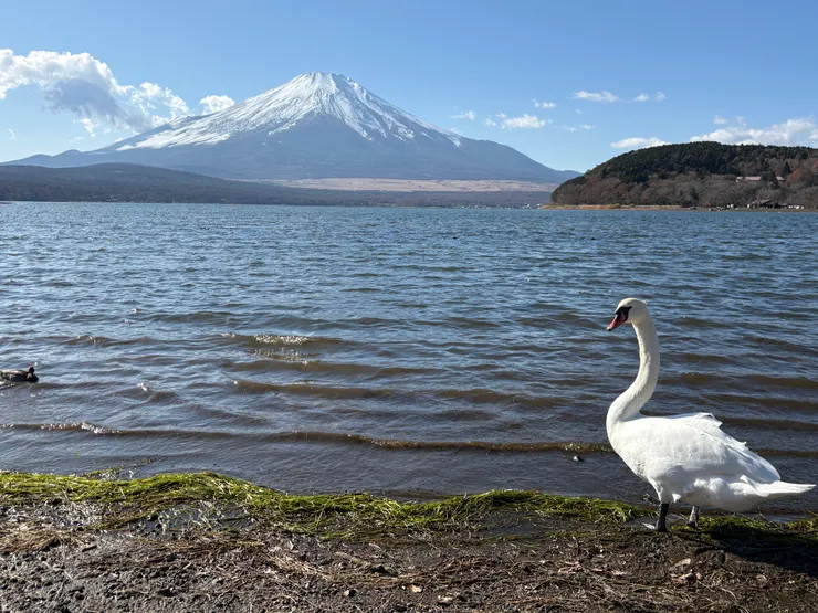你在看我還是在看富士山?