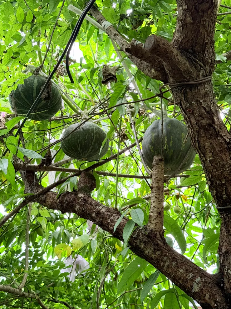 結實纍纍的南瓜