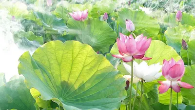 井底之蛙俱樂部