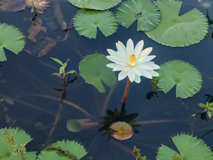 睡蓮的花與葉片從地下莖長出，以放射狀排列在水面上的形態，這與荷花的地下藕莖橫向生長，挺出水面的獨立葉片不同。從乾枯水缸裡的睡蓮，更能看清睡蓮的生長型態。