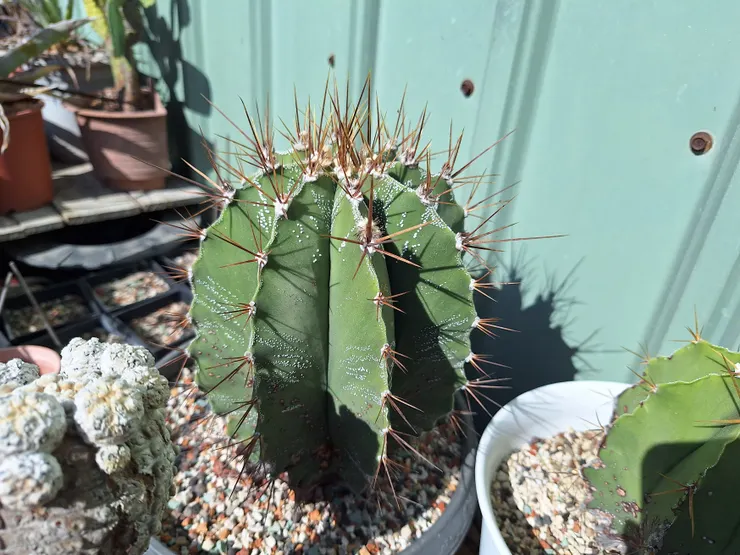 即將養6年的般若