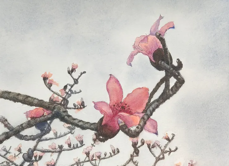 木棉，16開速寫，代針筆+水彩。