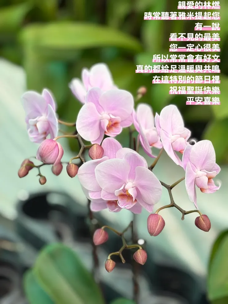 佩宜送給林燃的手拍製圖