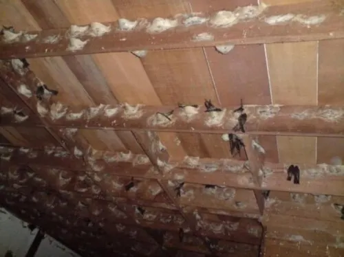 圖片取材自燕窩商AsiaWalit。