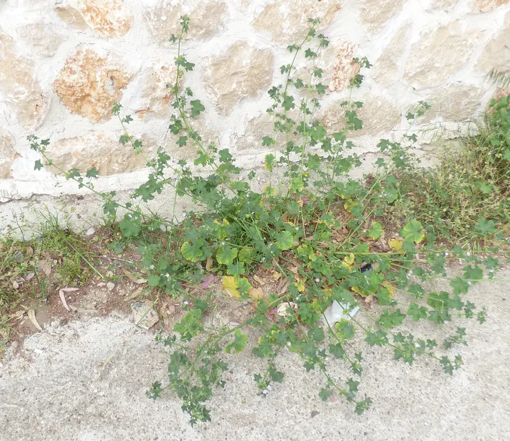 By Meteorquake - Own work, CC BY 4.0, 