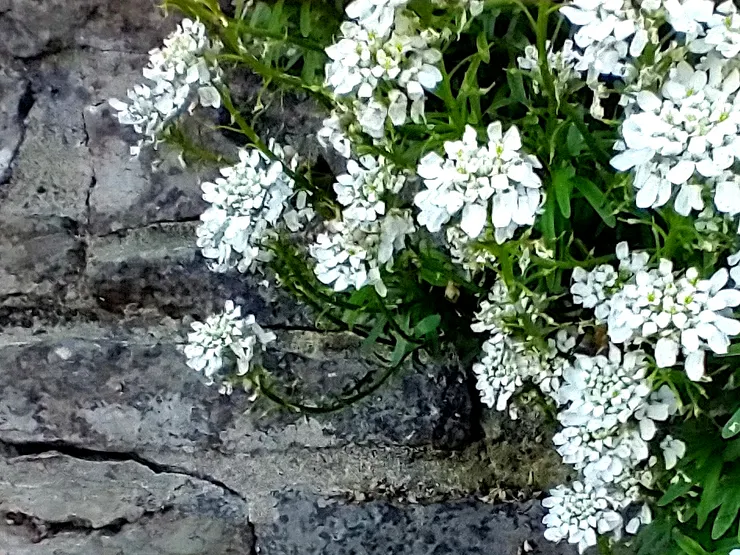 白居易《夢微之》 夜來攜手夢同遊，晨起盈巾淚莫收。 漳浦老身三度病，咸陽宿草八回秋。 君埋泉下泥銷骨，我寄人間雪滿頭。 阿衛韓郎相次去，夜臺茫昧得知不？