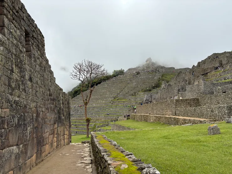 走到梯田區的末端，再次遇到這棵漂亮的樹