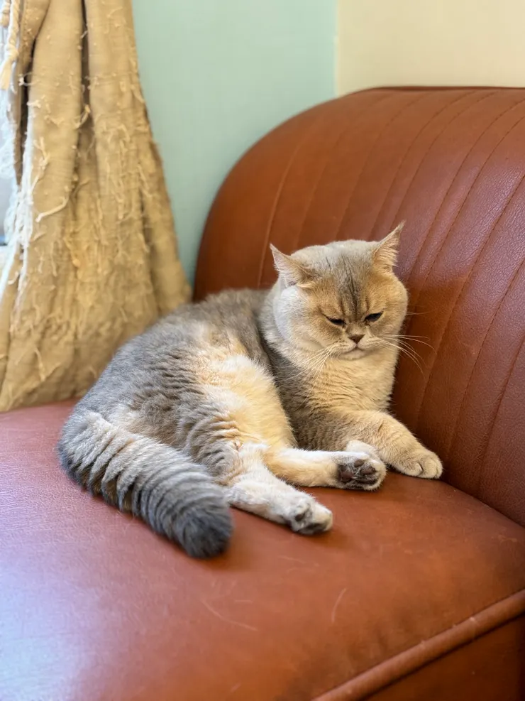 會偷吃甜點的小貓咪,尾巴超像松鼠