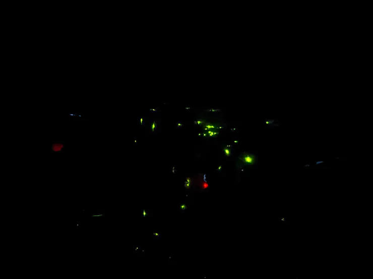 2026/04/25 暗房裡面看螢火蟲 (紅色是逃生處的燈)