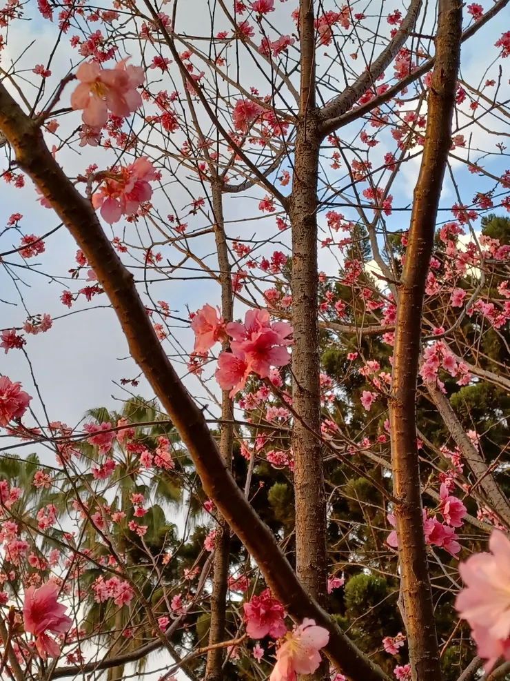黃昏的櫻花