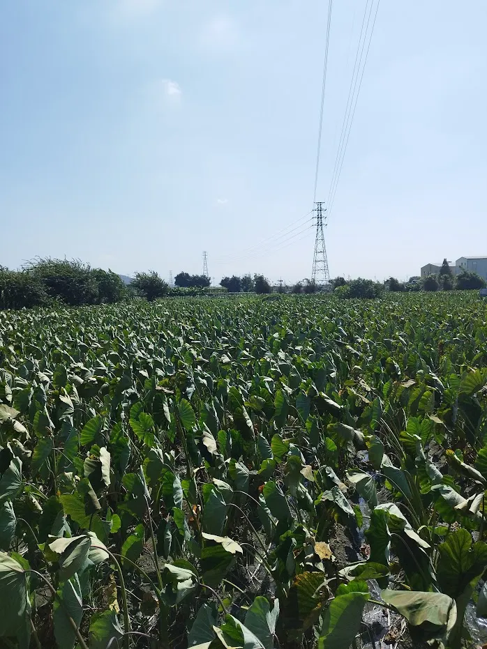 沿著中22道路兩旁種滿了大甲芋頭 道路也加開 成了二線道 照顧到自行車安全 河童拍攝/2023年