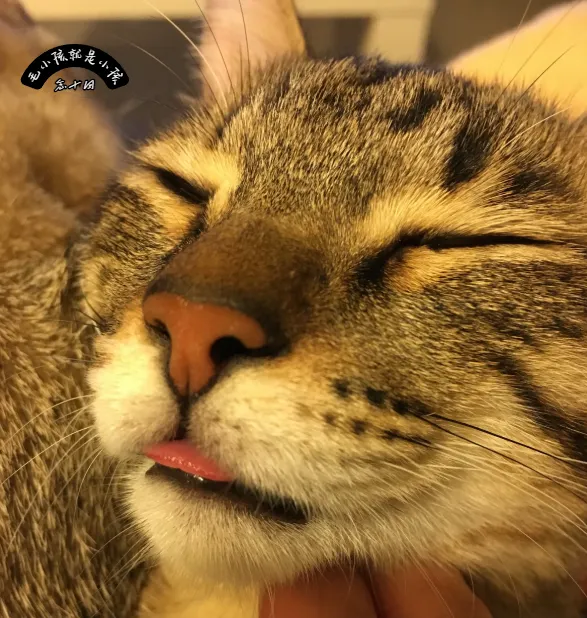 在那條「黃金最後一哩路」上，我學會了如何優雅地心碎