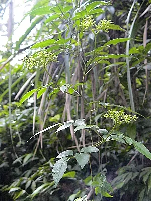 src