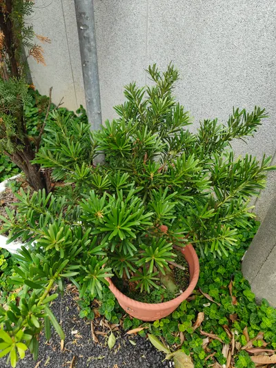 家有羅漢松，賺錢真輕鬆