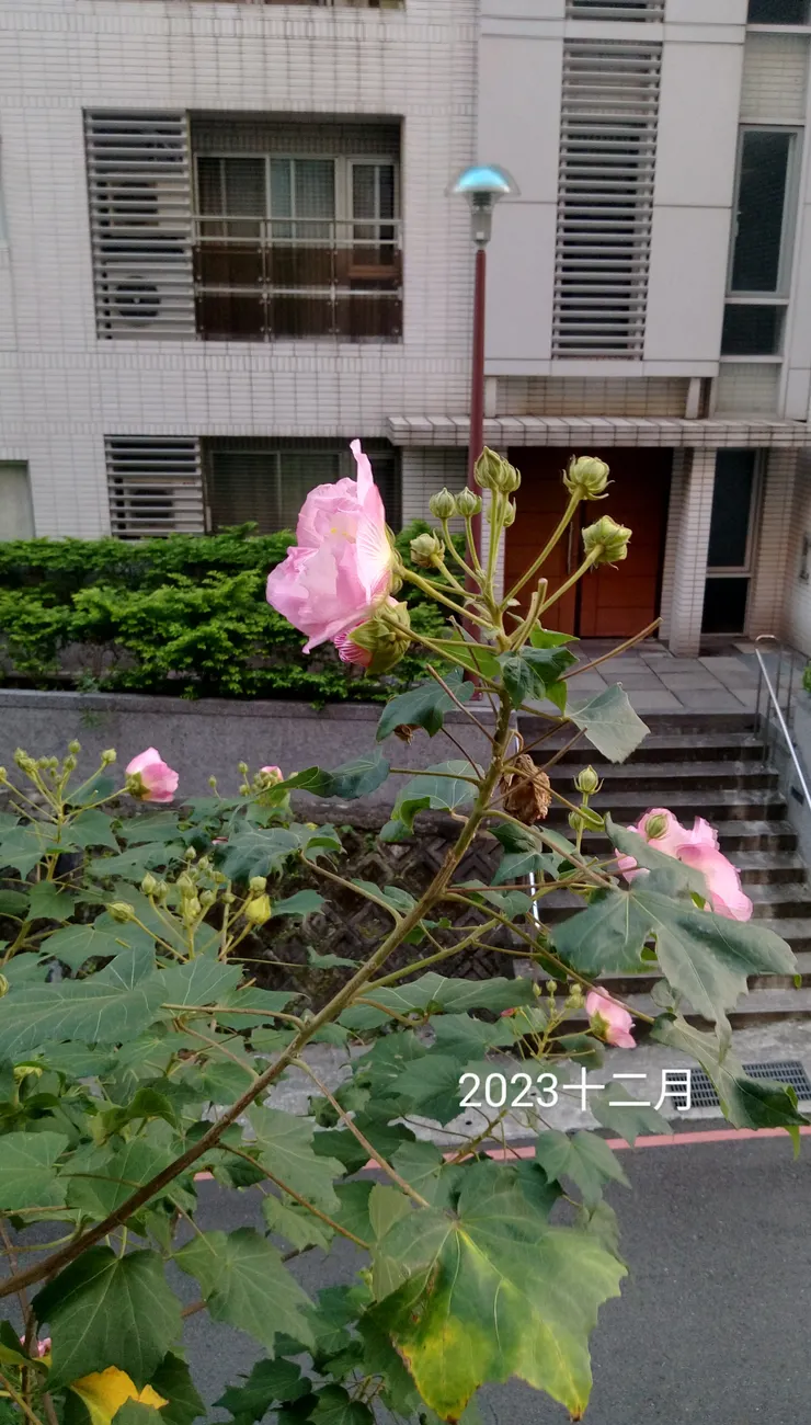 芙蓉花在微風中搖曳