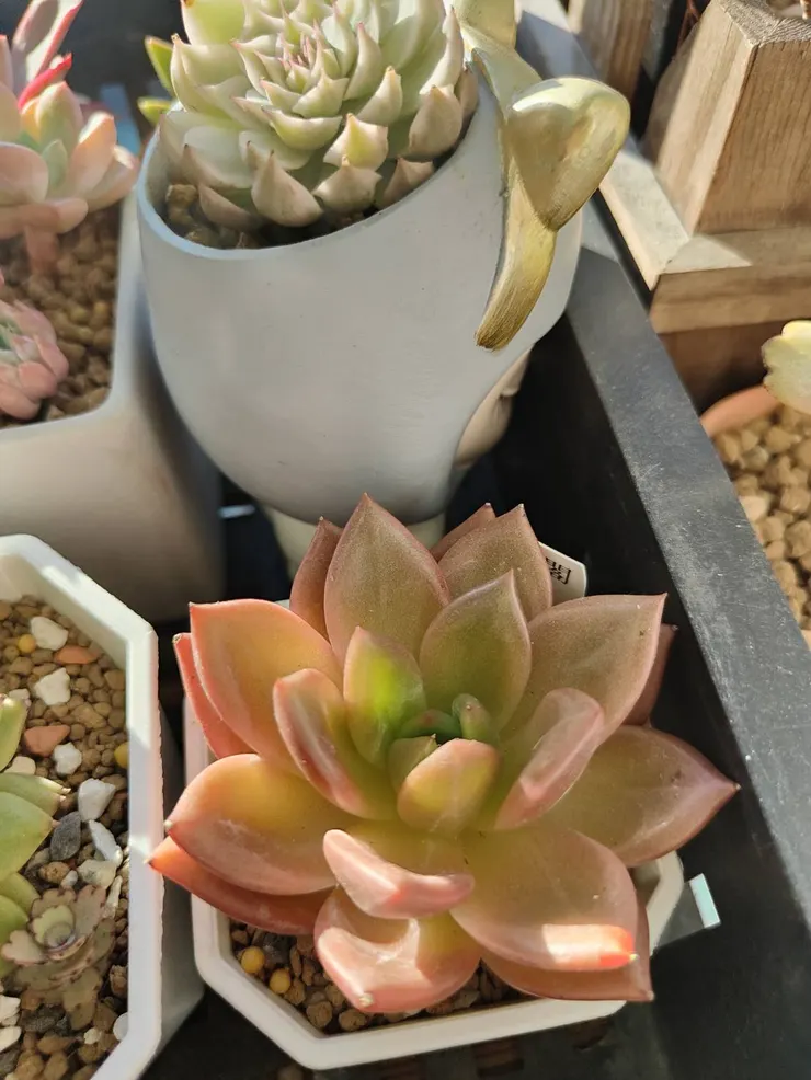 以夏天的多肉來說她顏值算厲害