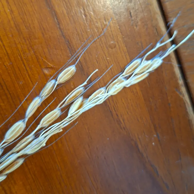 有些品種稻米有稻芒,可以防止鳥類啄食