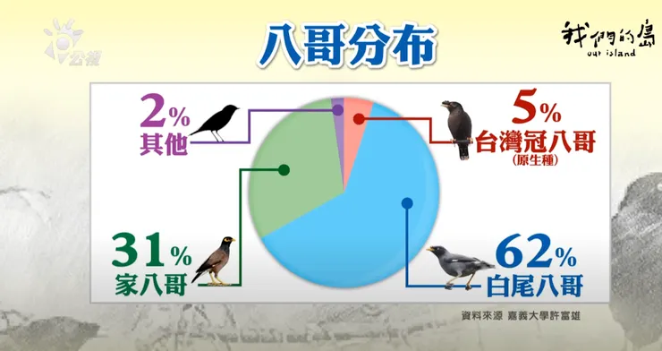 八哥群的分布率與佔比