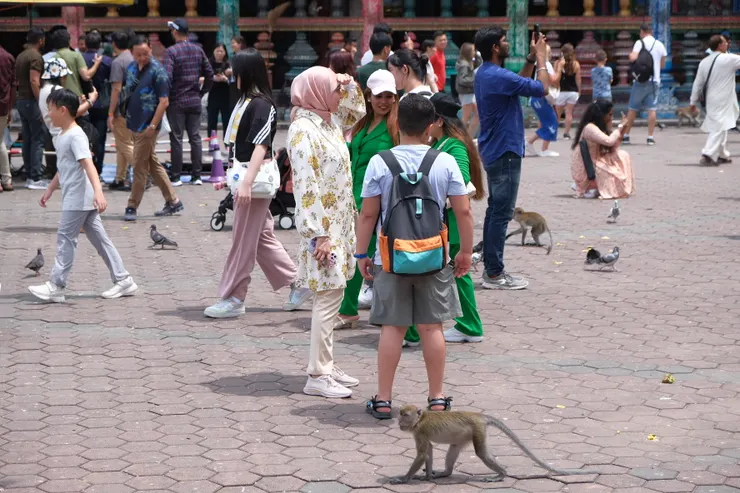 虎視眈眈想要搶奪包包的猴子