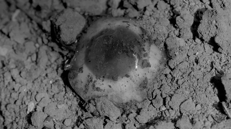 《富國島2.0》中掩埋眼球的畫面,截圖來自:https://youtu.be/Sadp-bgBPUo