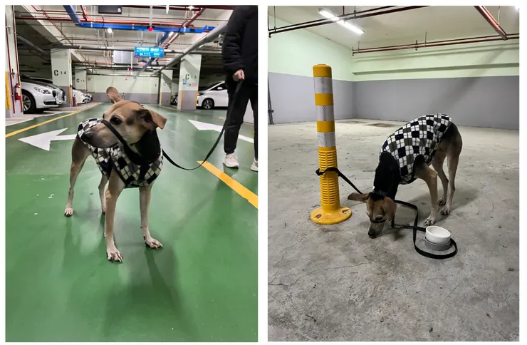 散步加吃飯很順利