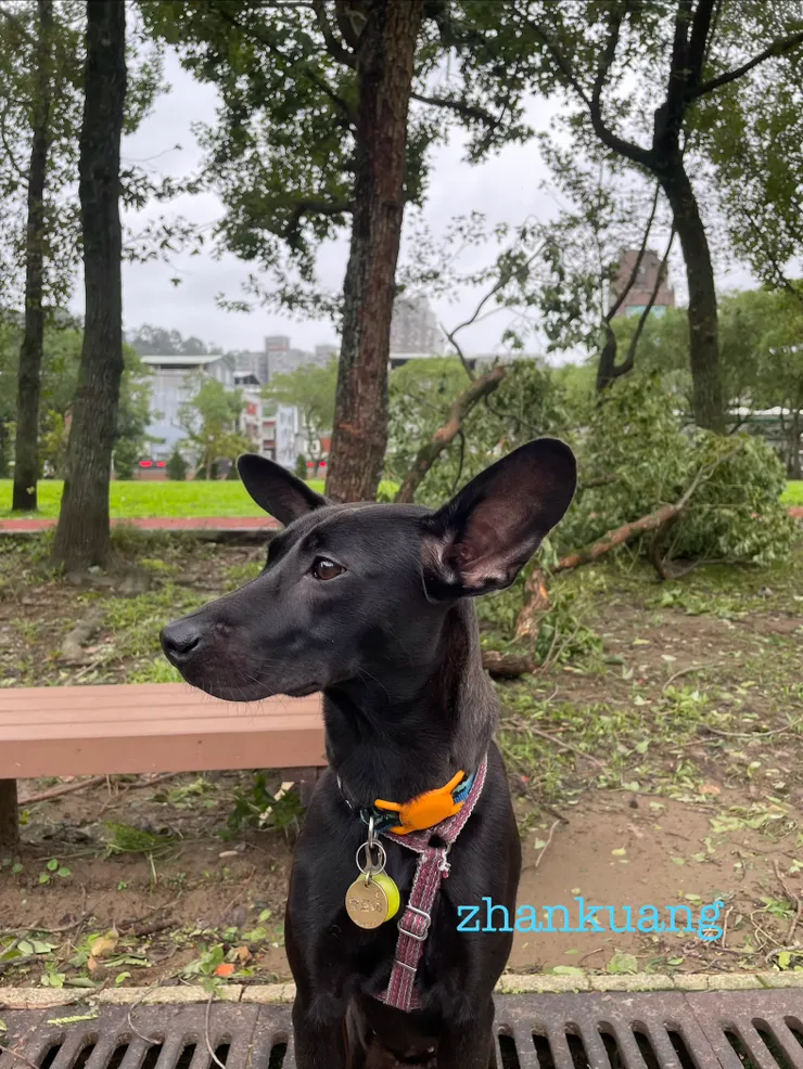 遭颱風摧殘的景華公園，蜜豆奶神情哀傷