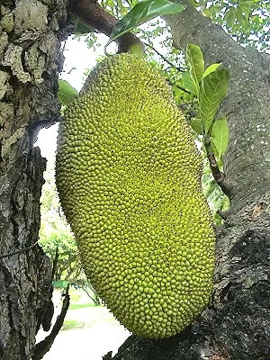 src