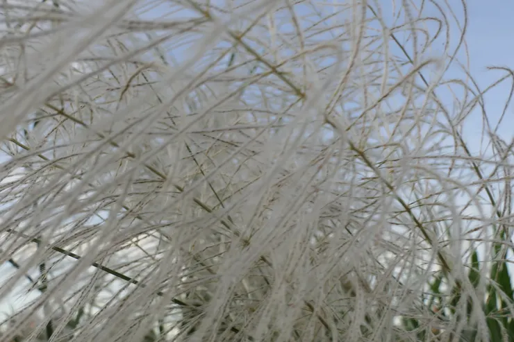 近拍，很像毛線