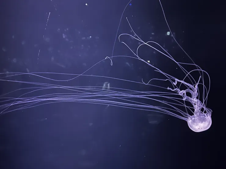 水母-3