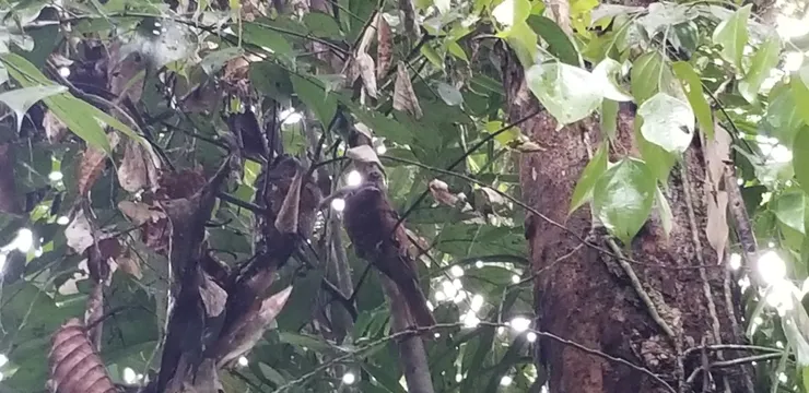 會藏在葉下休息的Frogmouth