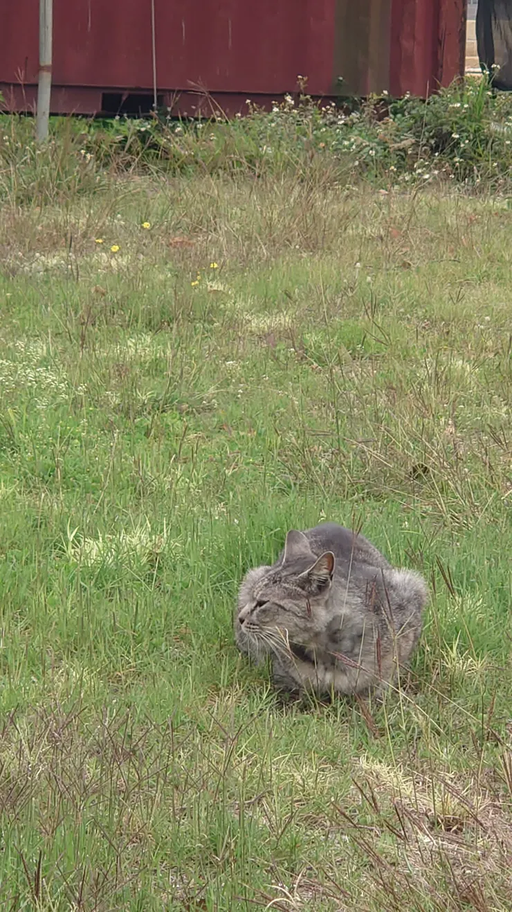 此貓與本文無關