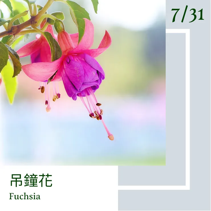 7月31日-『一日一花．一色』-吊鐘花．白銅色