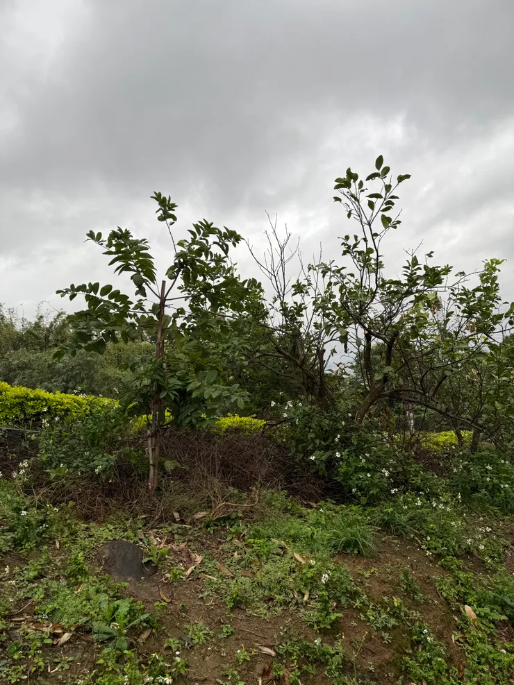 2025/12/31 檸檬樹與釋迦樹