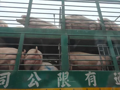 人是不是傻一點會比較快樂?