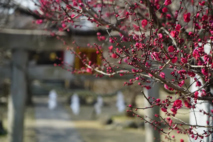 正含苞待放的梅花