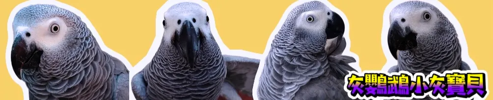 灰鸚鵡小灰寶貝的沙龍