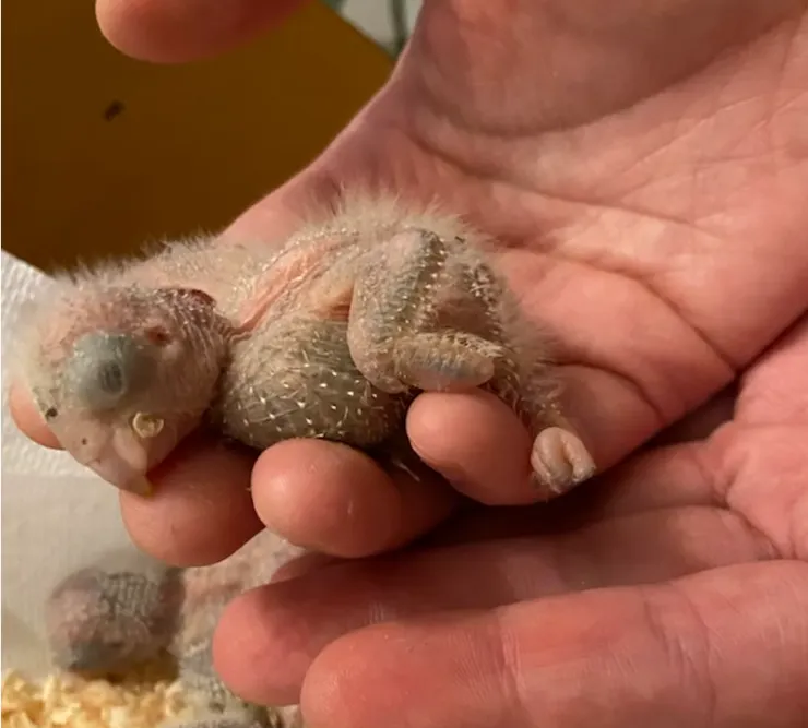 裸體小母雞登場！ Day 6 的小鸚兒 JP。