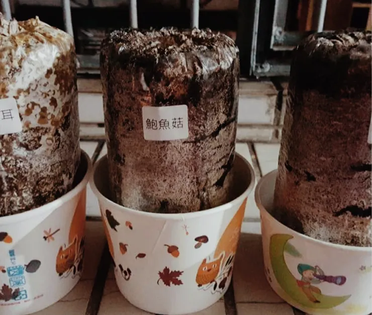 不知道大家有沒有種菇菇！