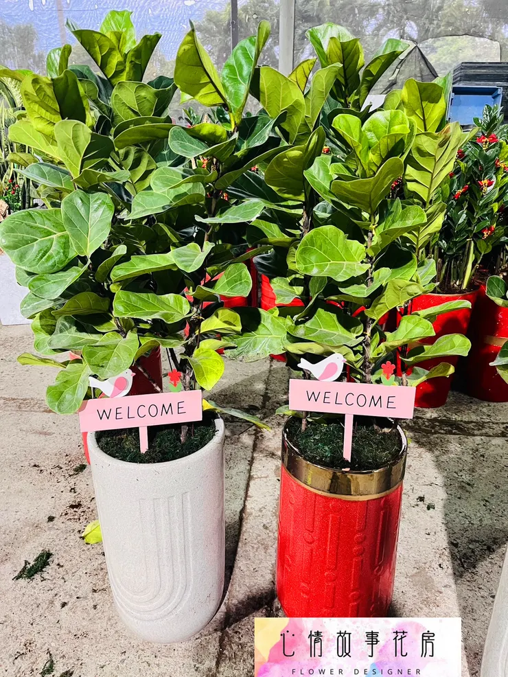 心情故事花房 | 精緻盆栽，優雅送禮新選擇  台南花店推薦  台南盆栽