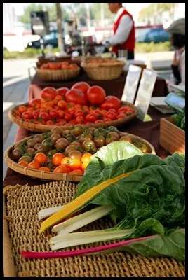 瑞士菾菜又叫君達菜