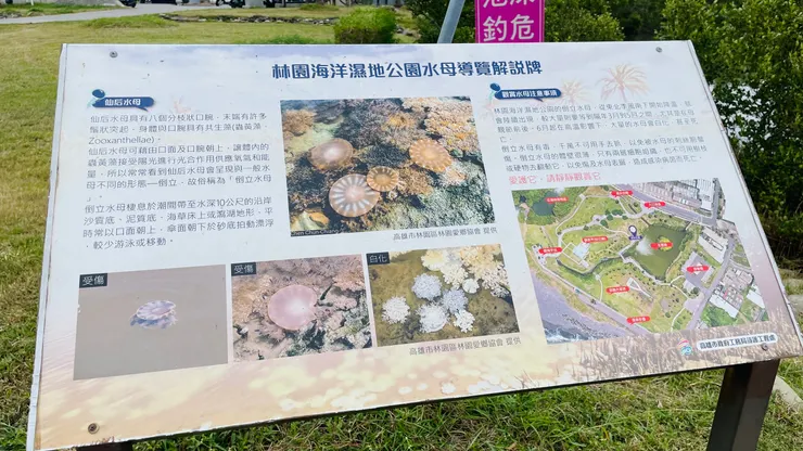 仙后水母解說牌。勿攪動驚擾，水母靜靜觀賞即可。