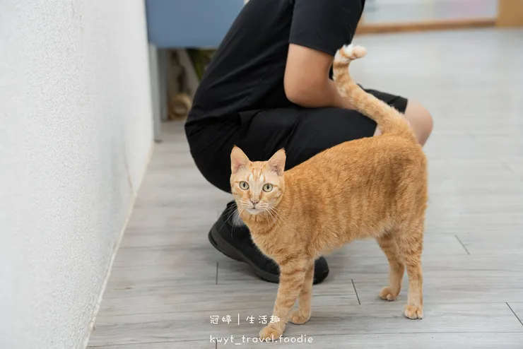 雲林北港美食餐廳_幸福燈塔複合式餐飲_痛風系滷肉飯!整層貓貓