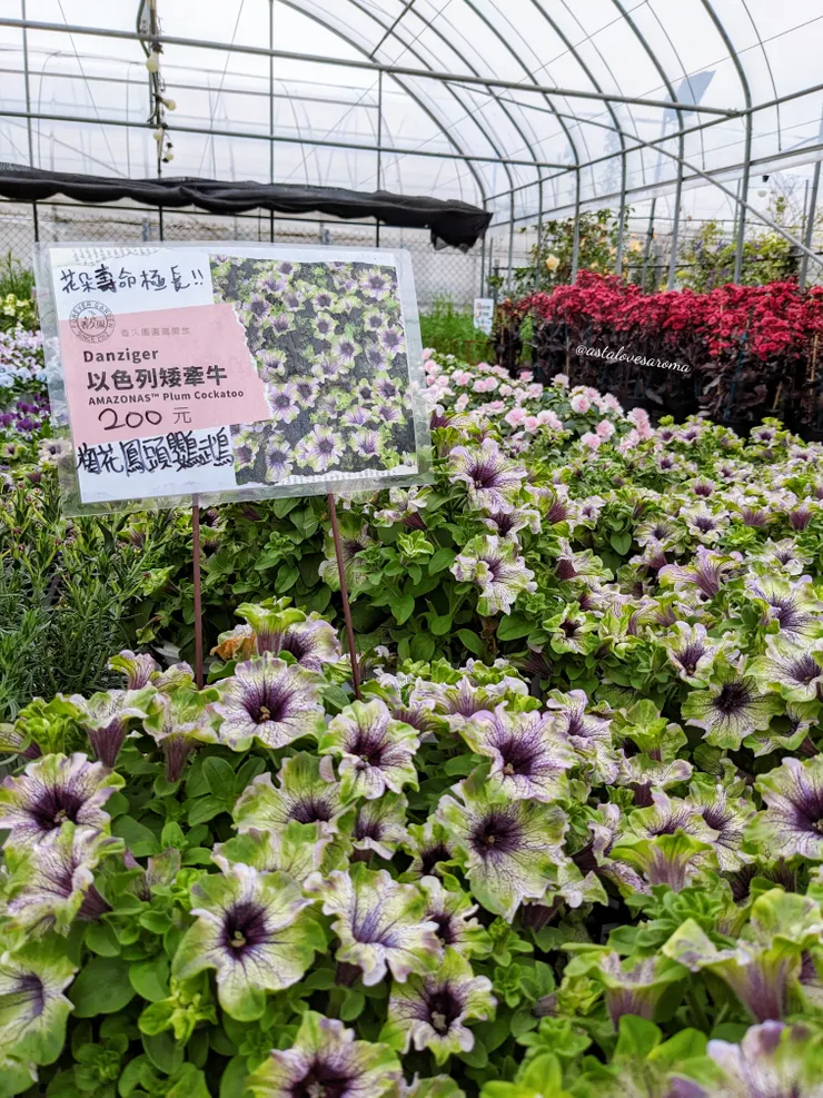 矮牽牛 - 梅花鳳頭鸚鵡