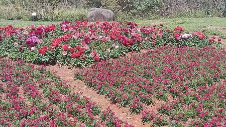 [台北旅遊]凱達格蘭族北投社到北投區三層崎公園花海、大冠鷲著