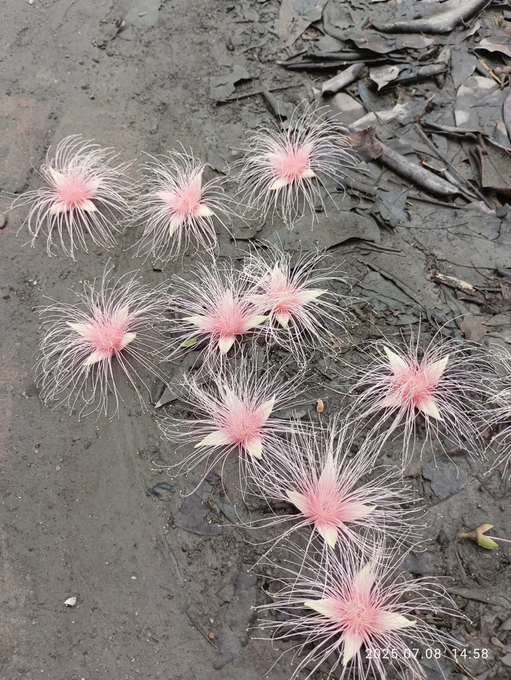 穗花棋盤腳的花