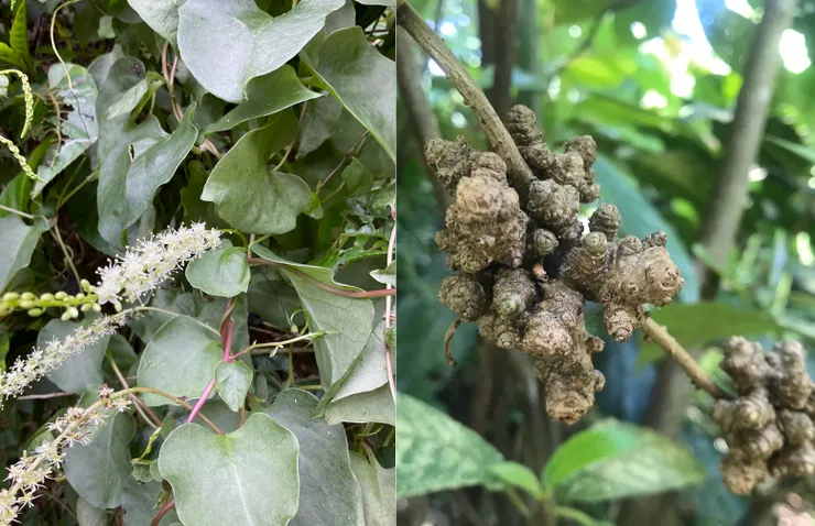 川七（洋落葵）