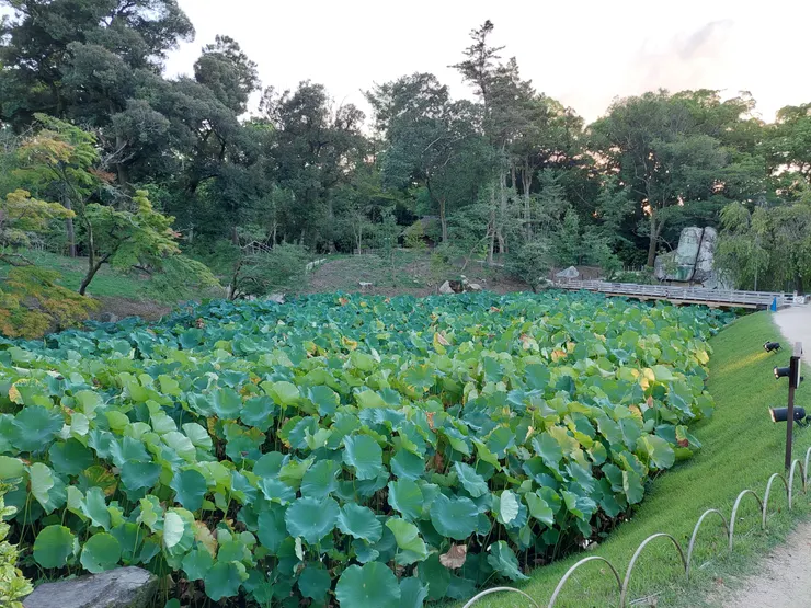 後樂園-花葉之池