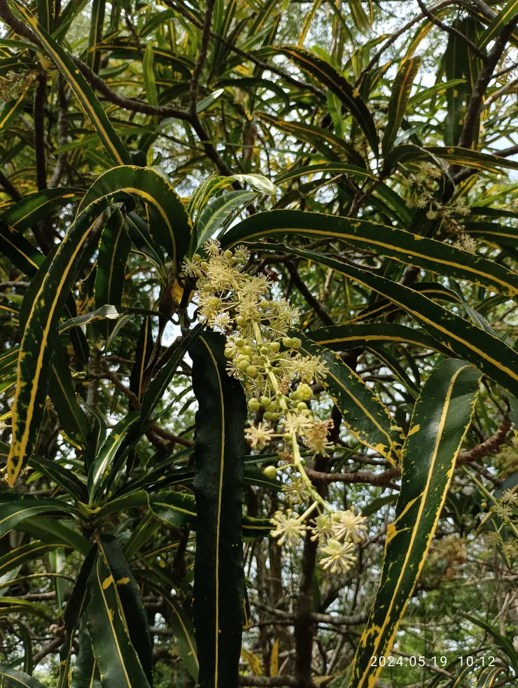 變葉木的灑金榕開花，自拍攝