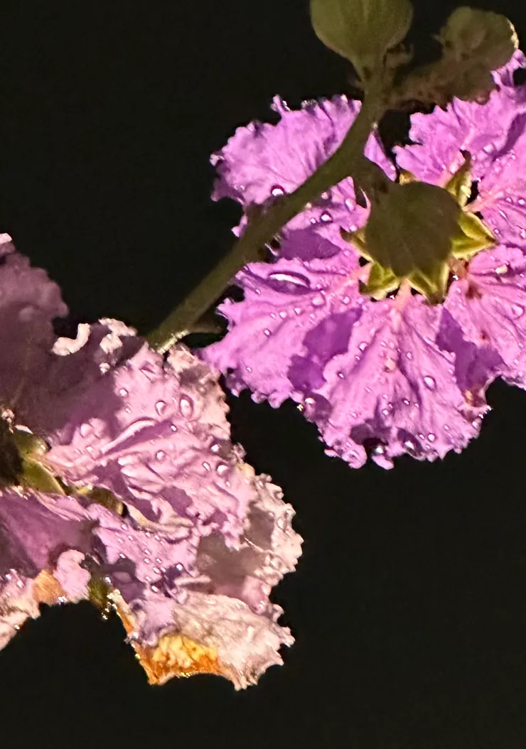 透著光，那晶瑩剔透的水珠，就像是粉紅裙擺上別的串串珍珠，美麗極了！（圖 by Vina)