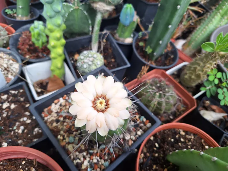 開橘色的花